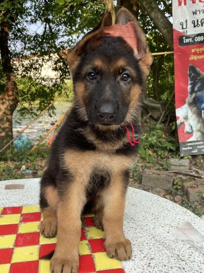 เยอรมันเชพเพิร์ด (German Shepherd) ใหญ่ ขายและเปิดจองลูกสุนัขเยอรมันเชพเพิร์ดแท้