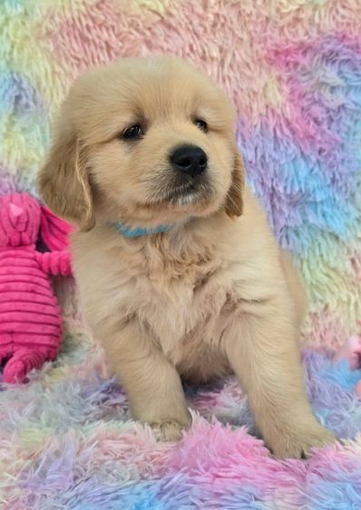 ลูกสุนัขโกลเด้นแท้ คุณภาพ ราคาโปร 4,900 รูปที่ 6