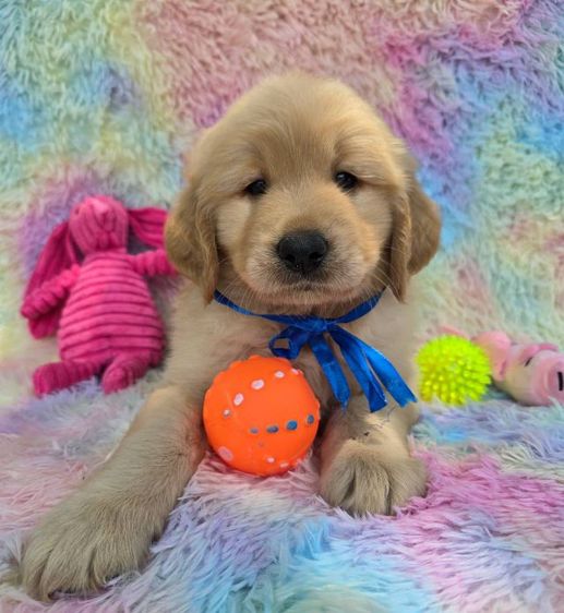 ลูกสุนัขโกลเด้นแท้ คุณภาพ ราคาโปร 4,900 รูปที่ 7