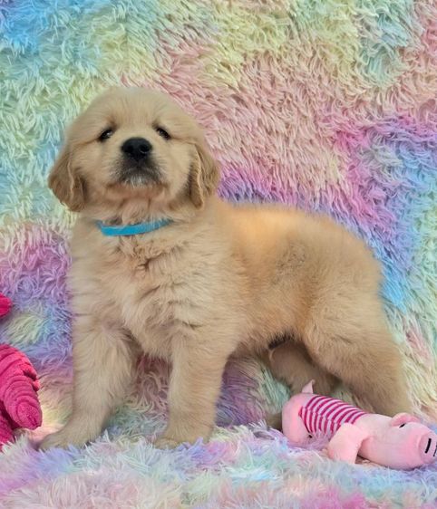 ลูกสุนัขโกลเด้นแท้ คุณภาพ ราคาโปร 4,900 รูปที่ 9