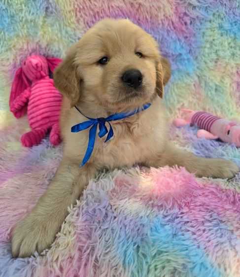 ลูกสุนัขโกลเด้นแท้ คุณภาพ ราคาโปร 4,900 รูปที่ 4