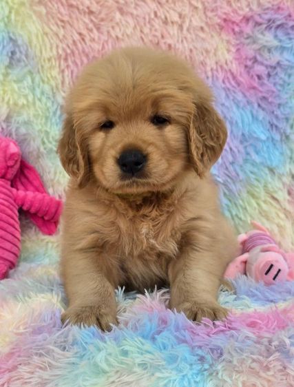 ลูกสุนัขโกลเด้นแท้ คุณภาพ ราคาโปร 4,900 รูปที่ 8