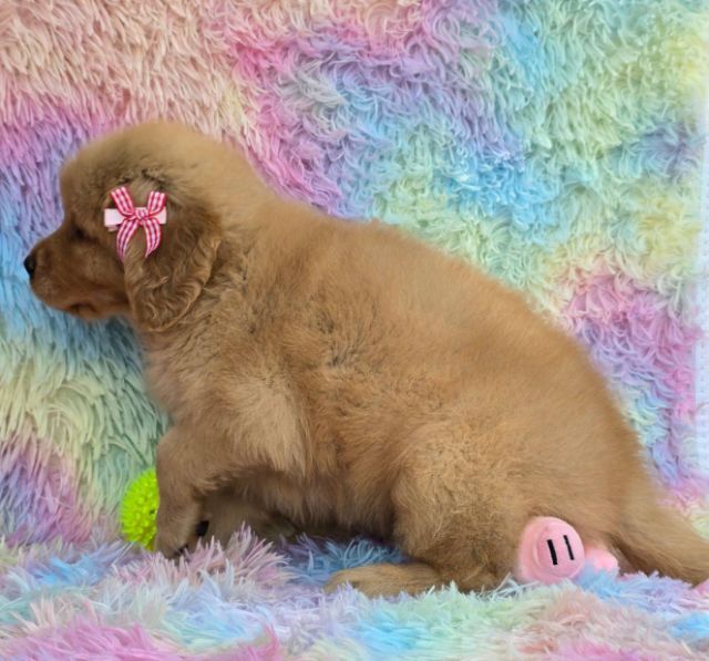 ลูกสุนัขโกลเด้นแท้ คุณภาพ ราคาโปร 4,900 รูปที่ 13