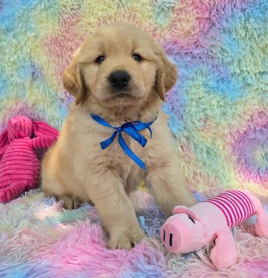 ลูกสุนัขโกลเด้นแท้ คุณภาพ ราคาโปร 4,900 รูปที่ 5