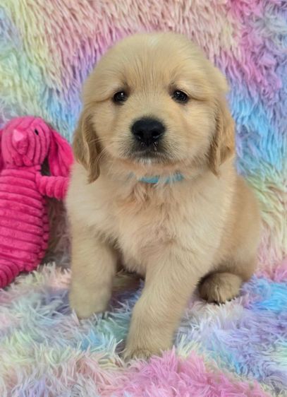 โกลเด้นรีทรีฟเวอร์ (Golden Retriever) ใหญ่ ลูกสุนัขโกลเด้นแท้ เกรดโอเวอร์ไซส์