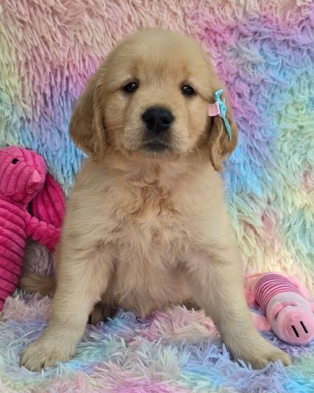 ลูกสุนัขโกลเด้นแท้ คุณภาพ ราคาโปร 4,900 รูปที่ 15