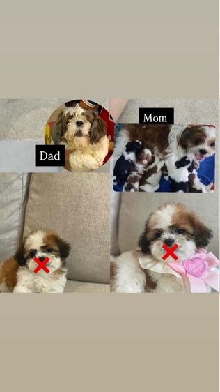 ปอมเมอเรเนียน (Pomeranian) กลาง คอกเกอร์ช2ญ1
