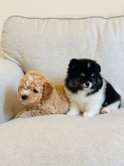 พุดเดิ้ล (Poodle) เล็ก ดช. แมคม่า 