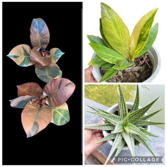 ต้นไม้จริง black cardinal