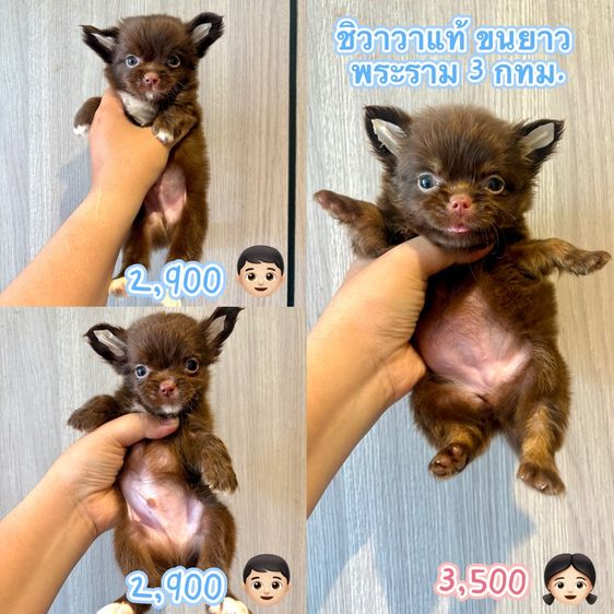 ชิวาวา (Chihuahua) เล็ก ชิวาวาแท้ ขนยาว 