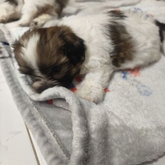 ลูกสุนัขพันธุ์เล็กตัวเมีย2ตัวผู้1อายุ1เดือน รูปที่ 18