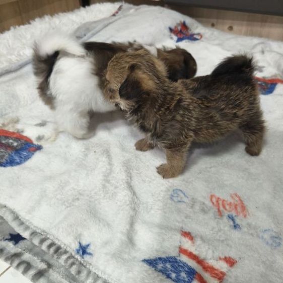 ลูกสุนัขพันธุ์เล็กตัวเมีย2ตัวผู้1อายุ1เดือน