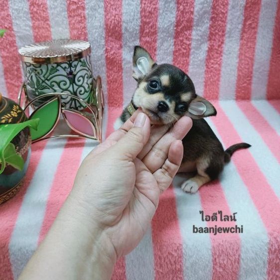 ชิวาวา (Chihuahua) เล็ก ชิวาว่าแท้..(ชายสีช็อค)ไซส์จิ๋ว