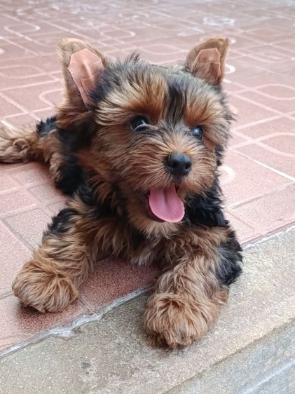 ลูกยอรคเชียรแท้ ราคาแบ่งปัน  ผู้ชาย รูปที่ 3