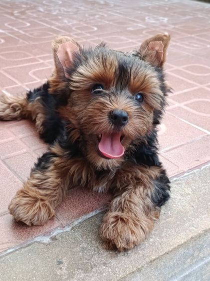 ลูกยอรคเชียรแท้ ราคาแบ่งปัน  ผู้ชาย รูปที่ 4