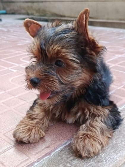 ลูกยอรคเชียรแท้ ราคาแบ่งปัน  ผู้ชาย รูปที่ 5