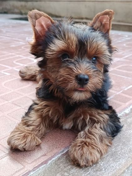 ลูกยอรคเชียรแท้ ราคาแบ่งปัน  ผู้ชาย รูปที่ 2