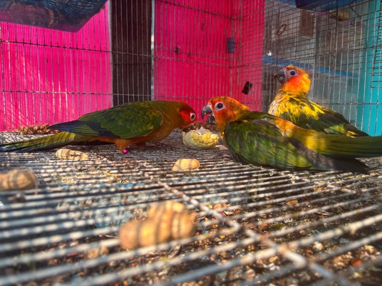 เรดซันสปิทพาย รูปที่ 3