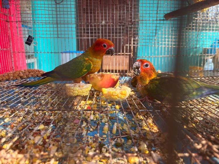 เรดซันสปิทพาย รูปที่ 5