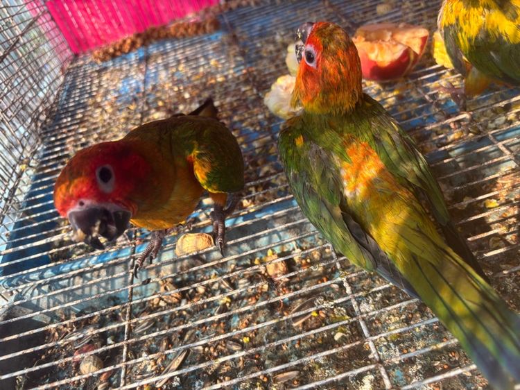 เรดซันสปิทพาย รูปที่ 4