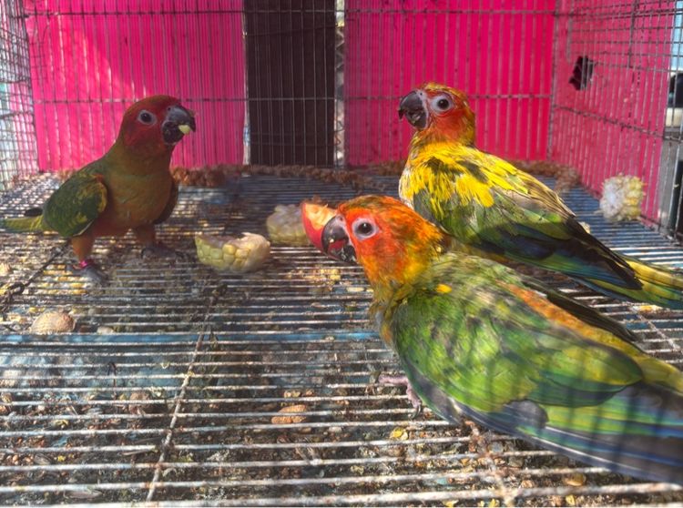 ซันคอนัวร์ เรดซันสปิทพาย