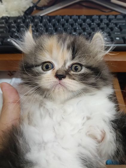 ขายลูกแมว รูปที่ 4