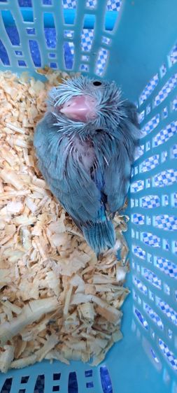 ลูกป้อนฟอพัส สีพายบูล เพศเมีย รูปที่ 8