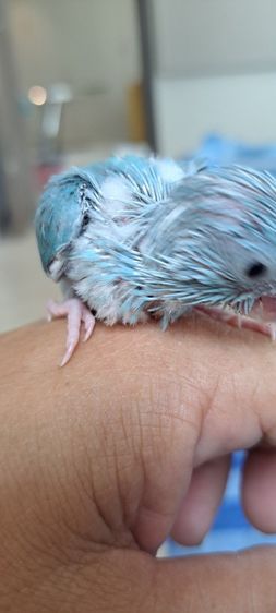 ลูกป้อนฟอพัส สีพายบูล เพศเมีย รูปที่ 6