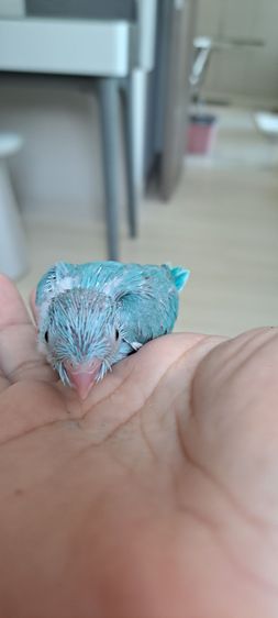 ลูกป้อนฟอพัส สีพายบูล เพศเมีย รูปที่ 7