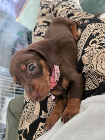 ดัชชุน (Dachshund) เล็ก ดัชชุน2เดือน