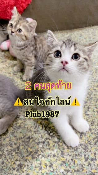 สก็อตติช โฟลด์ (Scottish Fold) เด็กชาย สก็อตติช แท้ พร้อมย้าย