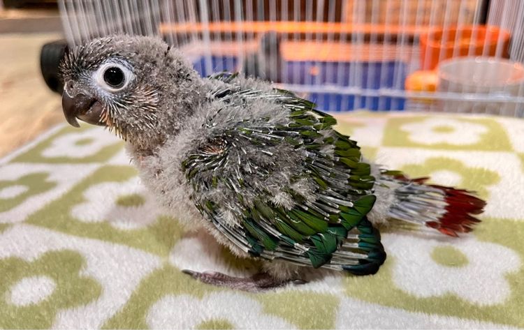 กรีนชีค เยลโล่ไซด์