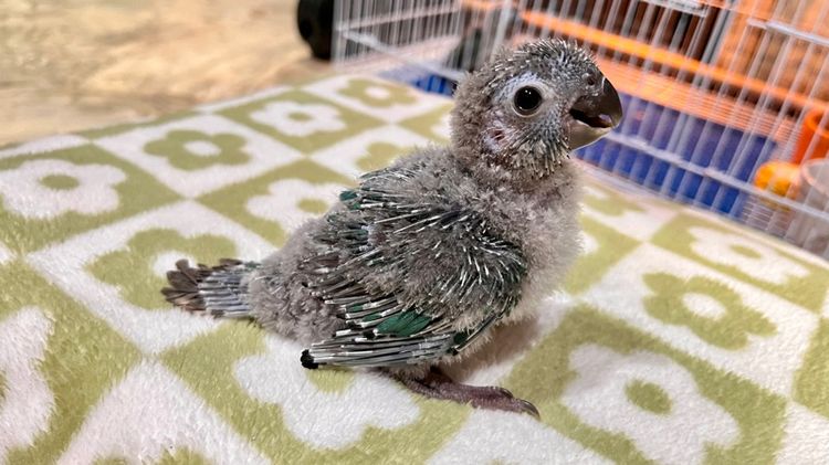 กรีนชีค บลูเยลโล่