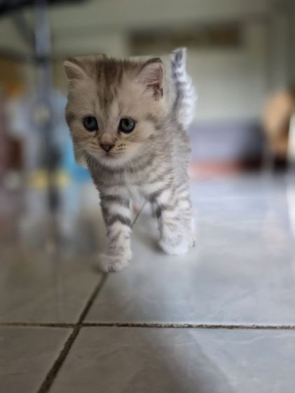 มัชกิ้นขายาว รูปที่ 10