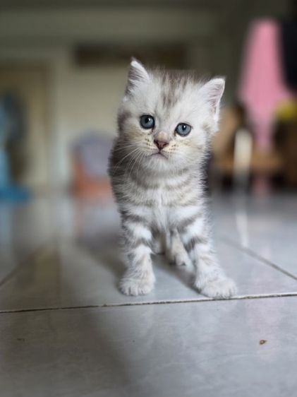 มัชกิ้นขายาว รูปที่ 11