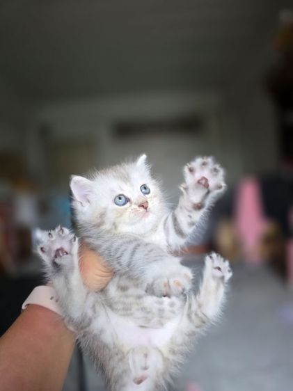 มัชกิ้นขายาว รูปที่ 12