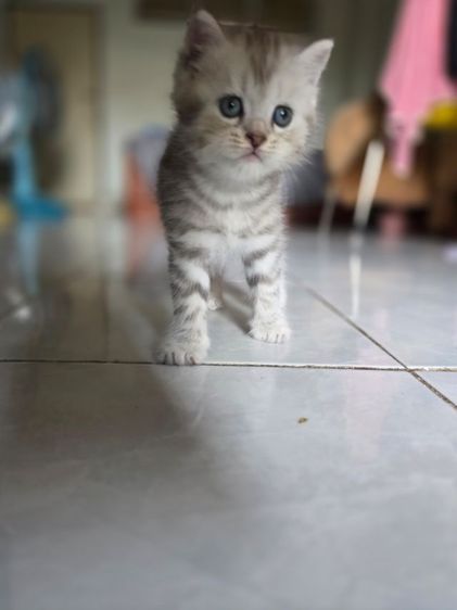 มัชกิ้นขายาว รูปที่ 9