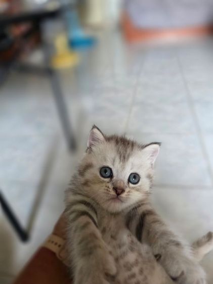 มัชกิ้นขายาว รูปที่ 8