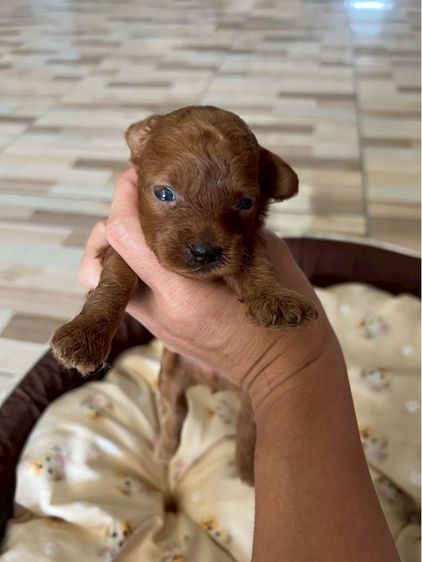 พุดเดิัลแท้ เพศผู้ สามหนุ่ม