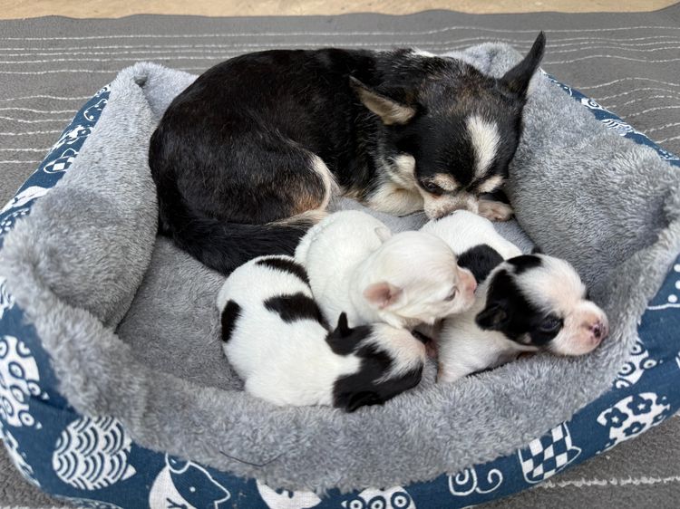 🐶✨ ชิวาวาตัวจิ๋ว แต่ความน่ารักเกินต้าน ✨🐶 รูปที่ 2