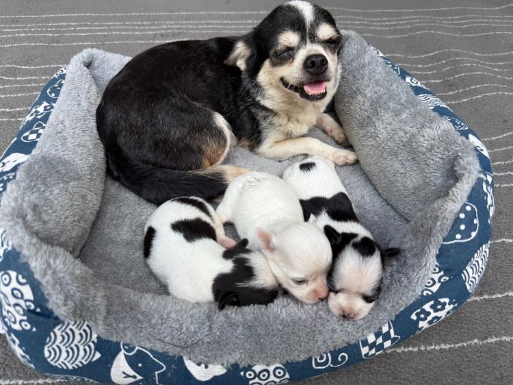 ชิวาวา (Chihuahua) เล็ก 🐶✨ ชิวาวาตัวจิ๋ว แต่ความน่ารักเกินต้าน ✨🐶