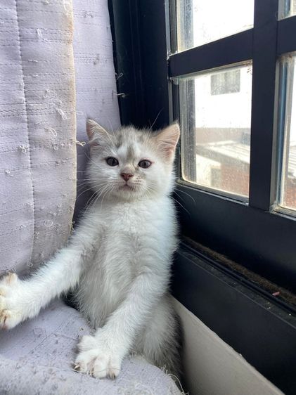 สก็อตติช โฟลด์ (Scottish Fold) น้องแมวสก็อตติช