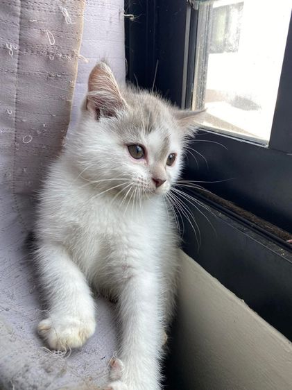 น้องแมวสก็อตติช รูปที่ 2