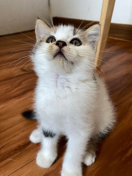 น้องแมวสก็อตติช รูปที่ 4