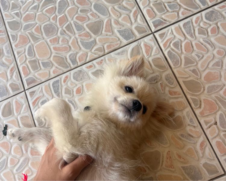 สุนัขพันธ์ปอมา รูปที่ 4