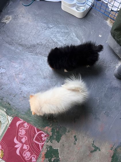 สุนัขพันธ์ปอมา รูปที่ 5