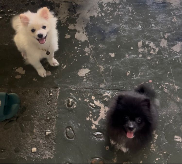 สุนัขพันธ์ปอมา รูปที่ 3