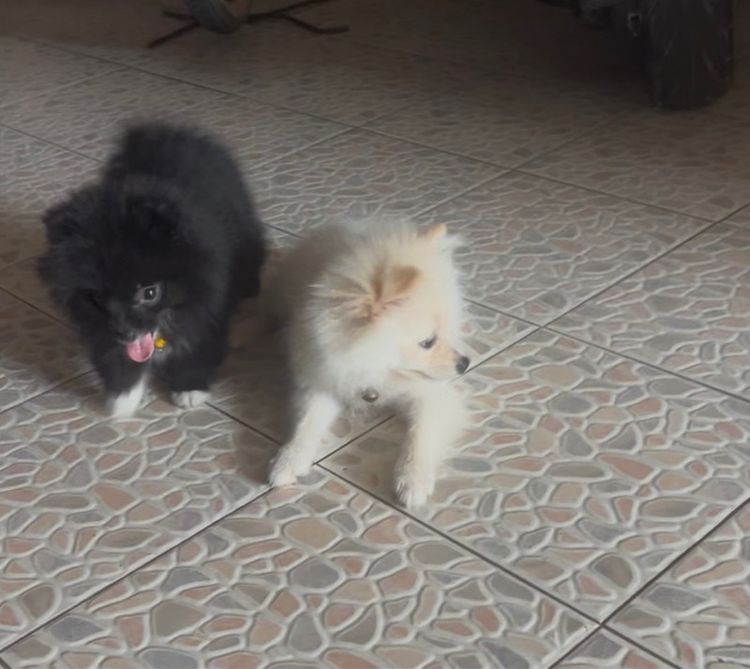 ปอมเมอเรเนียน (Pomeranian) เล็ก สุนัขพันธ์ปอมา