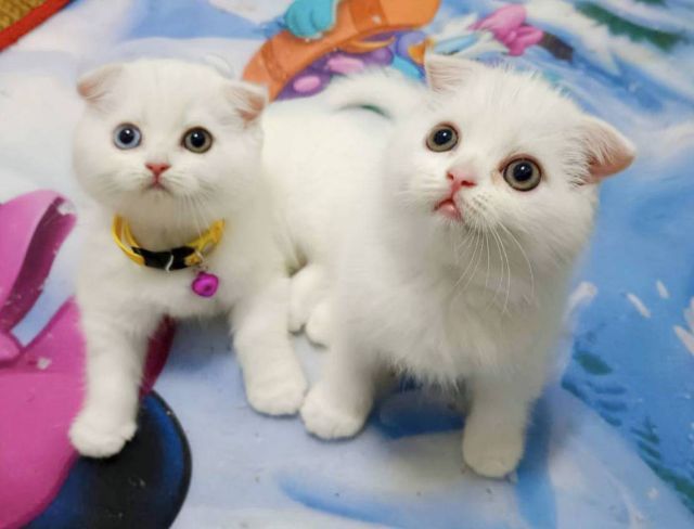 ขายแมวสก็อตติชหูพับเพศชายกับหญิง รูปที่ 3