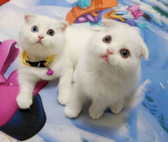 ขายแมวสก็อตติชหูพับเพศชายกับหญิง รูปที่ 4